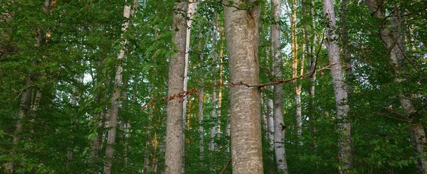 어둠의 어슴푸레 나무숲을 뒤덮고 나무줄기들이 가까이 생태학 친환경 — 스톡 사진
