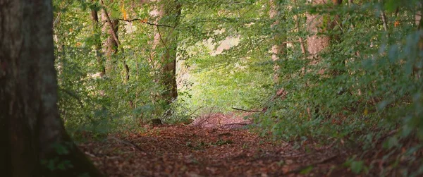 Dunkelgrüne Buchen Bei Sonnenuntergang Uralte Baumstämme Nahaufnahme Waldboden Aus Bunten — Stockfoto