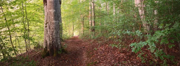 Mörkgröna Bokträd Vid Solnedgången Gamla Trädstammar Närbild Skogsgolv Färgglada Torra — Stockfoto