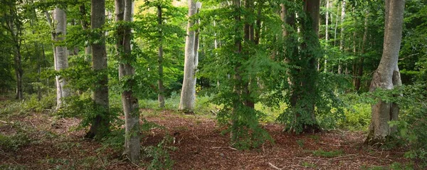 日没の濃い緑のブナの木 古代の木の幹を閉じるまで カラフルな乾燥した葉の森の床 大気の風景 純粋な自然 生態系 環境保全 エコツーリズム — ストック写真