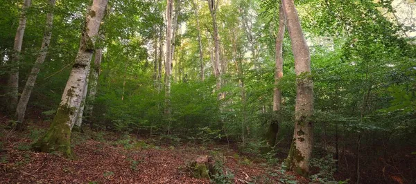 Μεγάλες Πράσινες Οξιές Αρχαίοι Κορμοί Δέντρων Νωρίς Φθινόπωρο Ηλιακό Φως — Φωτογραφία Αρχείου