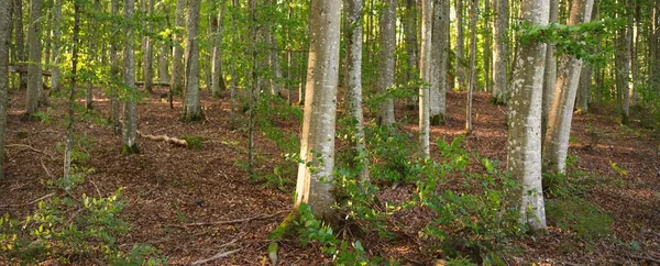 Mohutné Zelené Buky Starodávné Kmeny Stromů Brzy Podzim Sluníčko Temná — Stock fotografie