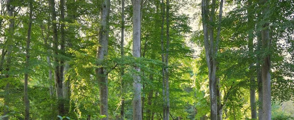 Malownicze Krajobrazy Ciemnozielonego Lasu Bukowego Starożytne Pnie Drzew Zbliżenie Wczesna — Zdjęcie stockowe