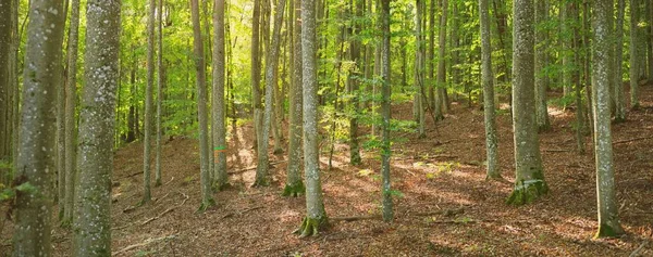 Mäktiga Gröna Bokträd Gamla Trädstammar Tidig Höst Solljus Mörkt Atmosfäriskt — Stockfoto