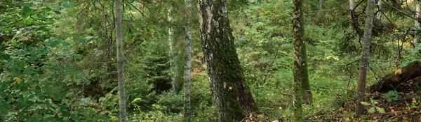 Μονοπάτι Μέσα Στο Καταπράσινο Δάσος Δυνατά Πεύκα Μαλακό Φως Ηλιαχτίδες — Φωτογραφία Αρχείου