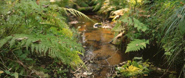 Невелика Річка Течія Темно Зеленому Лісі Кришталево Чиста Вода Каміння — стокове фото