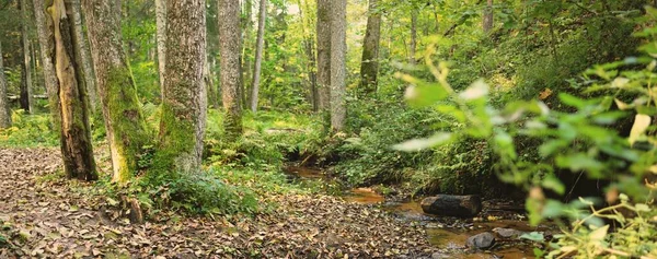 Liten Flod Bäck Den Mörka Vintergröna Skogen Kristallklart Vatten Stenar — Stockfoto