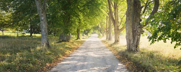 Strada Rurale Vicolo Attraverso Gli Alberi Decidui Tunnel Naturale Vecchi — Foto Stock