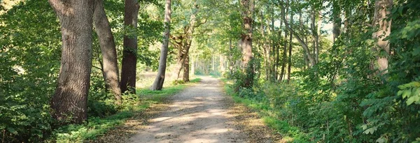 Droga Wiejska Aleja Przez Drzewa Liściaste Tunel Naturalny Stare Pnie — Zdjęcie stockowe