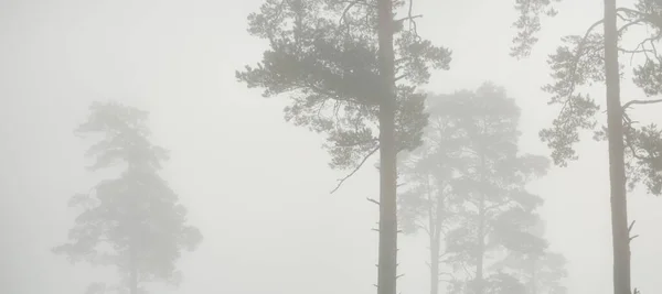 Живописный Монохромный Пейзаж Вечнозеленого Леса Густом Белом Тумане Рассвете Сосна — стоковое фото