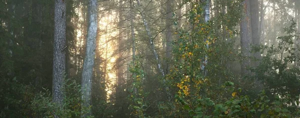 Cenário Pitoresco Floresta Perene Misteriosa Escura Uma Névoa Manhã Amanhecer — Fotografia de Stock
