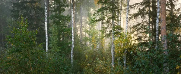 Живописный Пейзаж Темно Таинственного Вечнозеленого Леса Утреннем Тумане Рассвете Солнечные — стоковое фото