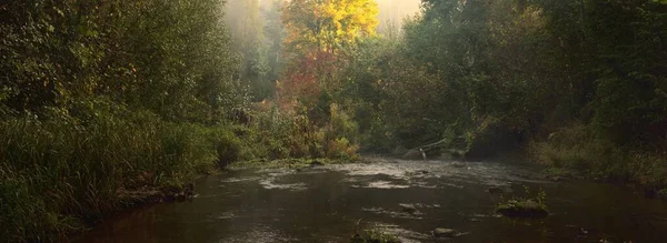 Fiume Nella Foresta All Alba Possente Albero Oro Primo Piano — Foto Stock