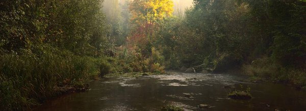 River in the forest at sunrise, mighty golden tree close-up. Pure morning sunlight, fog, haze. Atmospheric autumn landscape. Fall season, ecology, environmental conservation