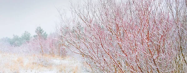 Plantas Pinos Jóvenes Costa Arenosa Cubierta Nieve Una Espesa Niebla — Foto de Stock