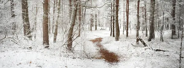 霧の中で森の中をパスします 最初の雪に覆われた強大な木 初冬だ 大気の風景 気候変動 生態系 — ストック写真