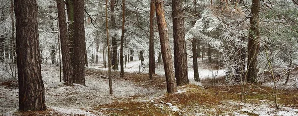 在浓雾中穿过常绿森林的山路 高大的松树 被初雪覆盖着 大气景观 生态旅游 北步行 — 图库照片