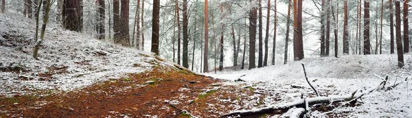 Caminho Através Das Colinas Floresta Perene Nevoeiro Pinheiro Poderoso Abeto — Fotografia de Stock