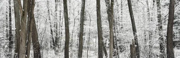 在雾中穿过森林的路径 巨大的树木 圆木和枝条被第一场雪覆盖着 大气景观 气候变化 — 图库照片