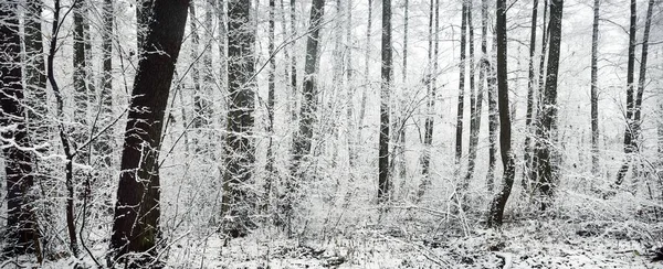 Kar Fırtınasından Sonra Bataklık Ormanı Kar Ağaç Donundaki Ağaçlar Kış — Stok fotoğraf