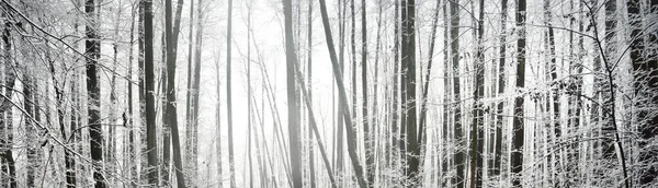 Bosque Pantanoso Después Una Ventisca Primera Nieve Árboles Una Helada — Foto de Stock