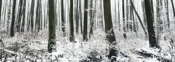 Floresta Pantanosa Depois Uma Nevasca Primeira Neve Árvores Uma Geada — Fotografia de Stock