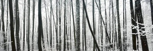 Болотный Лес После Метели Первый Снег Деревья Инее Зимняя Страна — стоковое фото