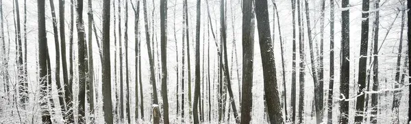 Foresta Paludosa Dopo Una Bufera Prima Neve Alberi Una Brina — Foto Stock