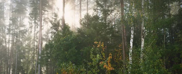 Живописный Пейзаж Смешанного Хвойного Леса Восходе Солнца Туман Туман Солнечные — стоковое фото
