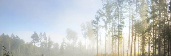Pintoresco Paisaje Del Bosque Mixto Coníferas Amanecer Niebla Neblina Rayos — Foto de Stock