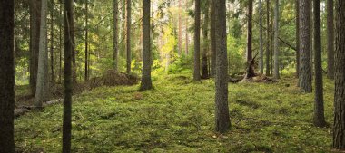 Ebedi yeşil ormanın resimli manzarası. Antik çam ve yaprak döken ağaçlar, yosun, eğrelti otu, bitkiler. Güneş ışığı. Doğal dokular. Karanlık atmosferik manzara. Saf doğa, çevre, ekoloji, eko turizm