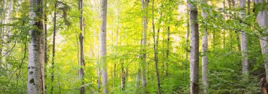 Güçlü yeşil kayın ağaçları, eski ağaç gövdeleri. Sonbaharın başında. Güneş ışığı. Karanlık atmosferik manzara. Saf doğa, ekoloji, çevre, eko turizm