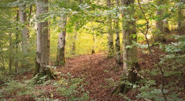 Güçlü yeşil kayın ağaçları, eski ağaç gövdeleri. Sonbaharın başında. Güneş ışığı. Karanlık atmosferik manzara. Saf doğa, ekoloji, çevre, eko turizm