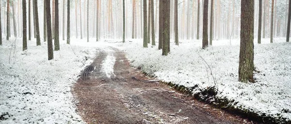 Ścieżka Przez Wiecznie Zielony Las Śnieżycy Potężne Drzewa Pokryte Pierwszym — Zdjęcie stockowe