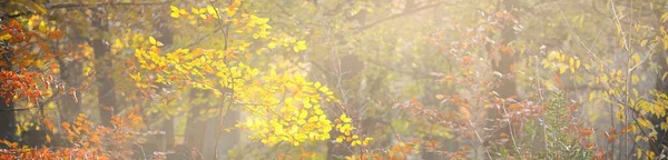 Park Leśny Słoneczny Jesienny Dzień Potężne Drzewa Złote Liście Miękkie — Zdjęcie stockowe