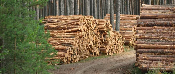 新造的木柴在常绿的森林里 松树原木的特写 Environmental Damage Ecological Issues Ecology Nature Wood Deforestation — 图库照片