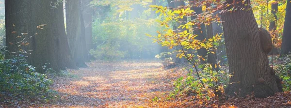 晴れた秋の日に森林公園を通過します 力強い木と黄金の葉 陽射しが柔らかい 牧歌的な風景です サイクリング ウォーキング 健康的なライフスタイルの概念 — ストック写真