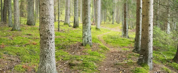 Ścieżka Przez Wiecznie Zielony Las Starożytna Sosna Drzewa Liściaste Mech — Zdjęcie stockowe