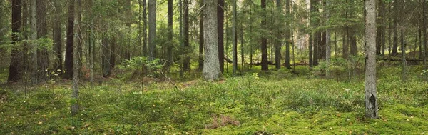 Örökzöld Erdő Festői Látványa Ősi Fenyő Lombhullató Fák Moha Páfrány — Stock Fotó
