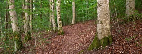 Hêtres Vert Foncé Coucher Soleil Troncs Arbres Anciens Gros Plan — Photo