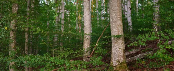 Malownicze Krajobrazy Ciemnego Tajemniczego Lasu Bukowego Zmierzch Starożytne Pnie Drzew — Zdjęcie stockowe