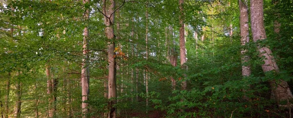 Mäktiga Gröna Bokträd Gamla Trädstammar Tidig Höst Solljus Mörkt Atmosfäriskt — Stockfoto