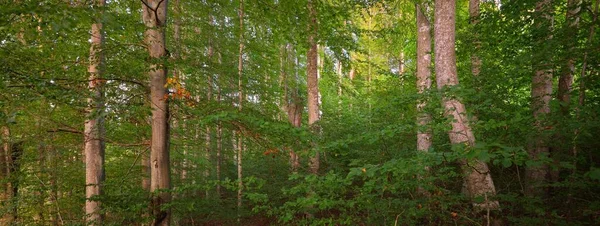 Fortes Faia Verde Troncos Árvores Antigas Início Outono Luz Solar — Fotografia de Stock