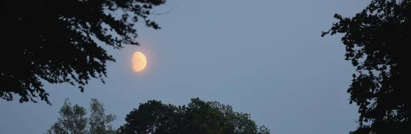 Der Mond Nebel Und Ein Rahmen Aus Dunklen Baumsilhouetten Nahaufnahme — Stockfoto