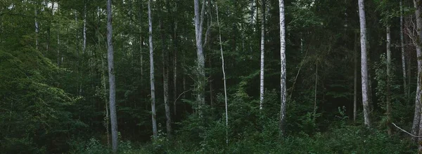 어둠의 어슴푸레 나무숲을 뒤덮고 나무줄기들이 가까이 생태학 친환경 — 스톡 사진