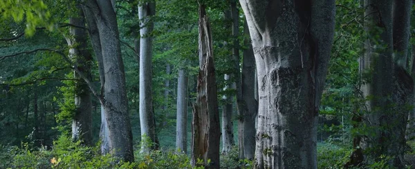 Malebná Scenérie Temného Tajemného Soumraku Bukového Lesa Starodávné Kmeny Stromů — Stock fotografie