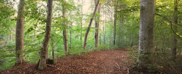 Mächtige Grüne Buchen Uralte Baumstämme Frühherbst Sonnenlicht Düstere Atmosphärische Landschaft — Stockfoto