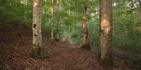 Machtige Groene Beukenbomen Oude Boomstammen Vroege Herfst Zonlicht Donker Atmosferisch — Stockfoto