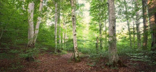 Mäktiga Gröna Bokträd Gamla Trädstammar Tidig Höst Solljus Mörkt Atmosfäriskt — Stockfoto