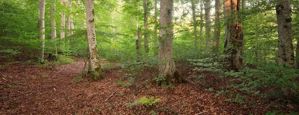 Μεγάλες Πράσινες Οξιές Αρχαίοι Κορμοί Δέντρων Νωρίς Φθινόπωρο Ηλιακό Φως — Φωτογραφία Αρχείου